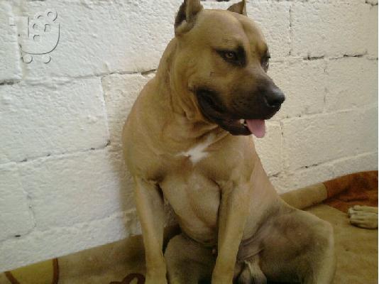 pitbull