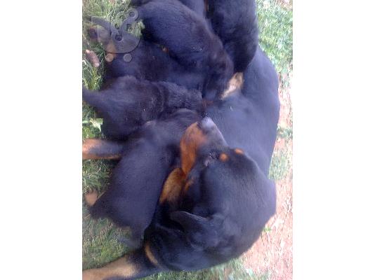 PoulaTo: πωλουνται rottweiler