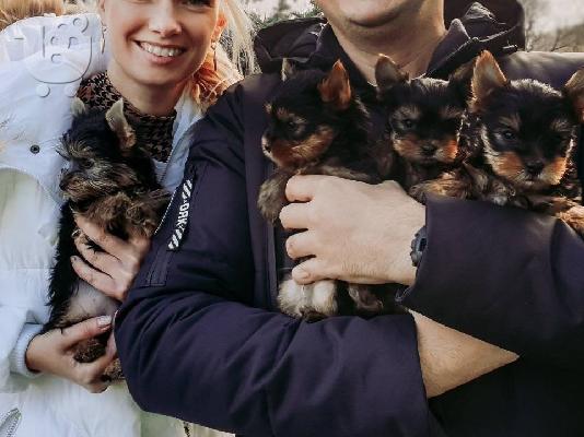 PoulaTo: Pomeranian Κουτάβια διαθέσιμα