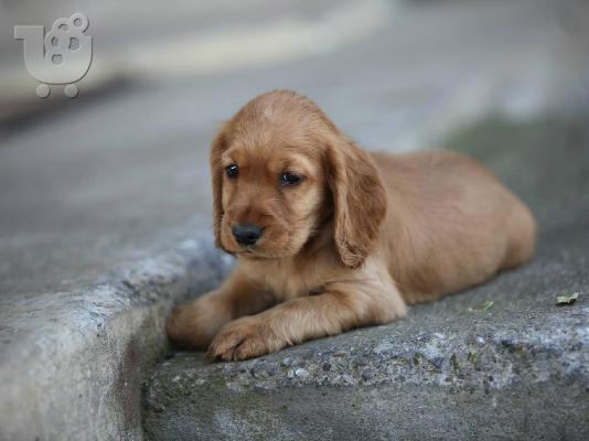 PoulaTo: kocker spaniel