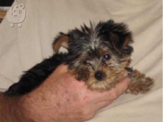 PoulaTo: Yorkshire Terrier Τεριέ Τζακ Ράσελ