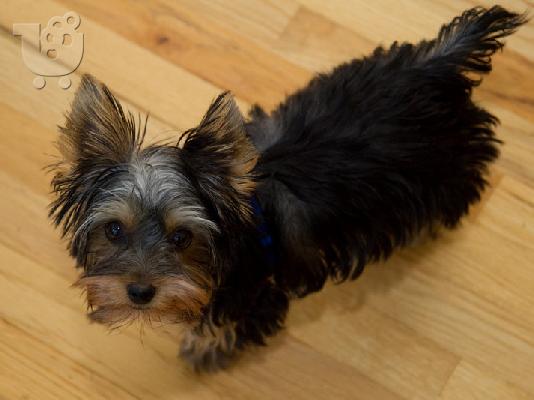 Γυναίκα Yorkshire terrier κουτάβια