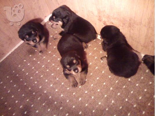 PoulaTo: ΠΩΛΟΥΝΤΑΙ ΚΑΘΑΡΟΑΙΜΑ ΚΟΥΤΑΒΙΑ ROTTWEILER