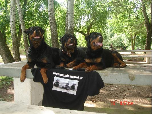 PoulaTo: ROTTWEILER