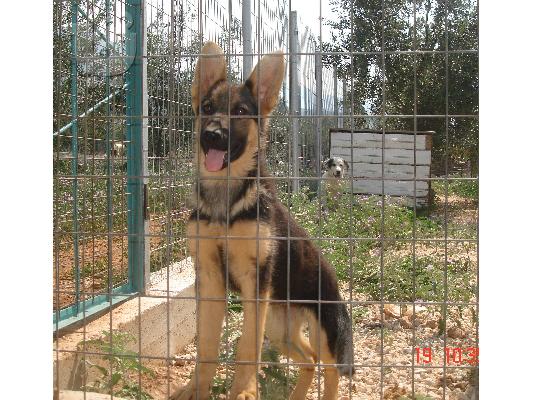 GERMAN SHEPHERD female 5 months
