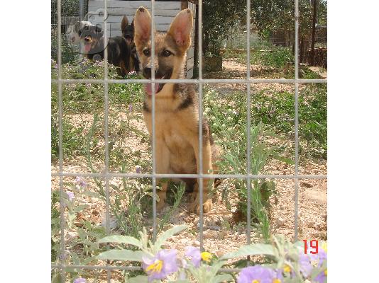 PoulaTo: GERMAN SHEPHERD female 5 months