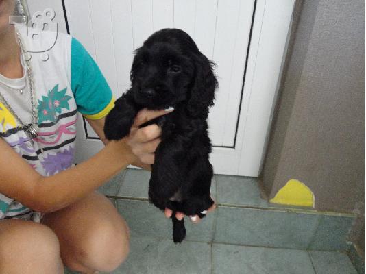 koker spaniel mavro