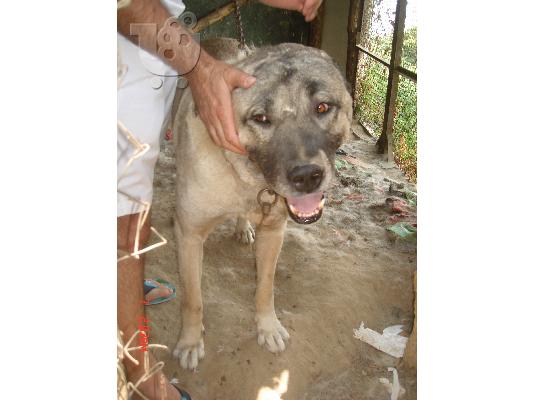 KANGAL