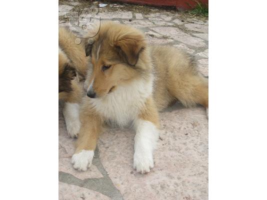 Βασιλικά κουτάβια collie από σπίτι