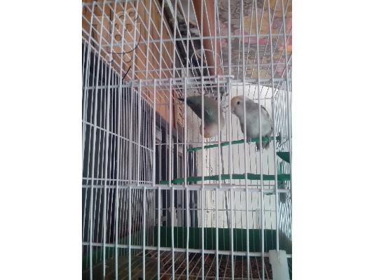 lovebirds