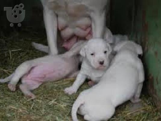 PoulaTo: ΠΩΛΕΙΤΑΙ ΘΥΛΙΚΟ ΚΟΥΤΑΒΙ DOGO ARGENTINO
