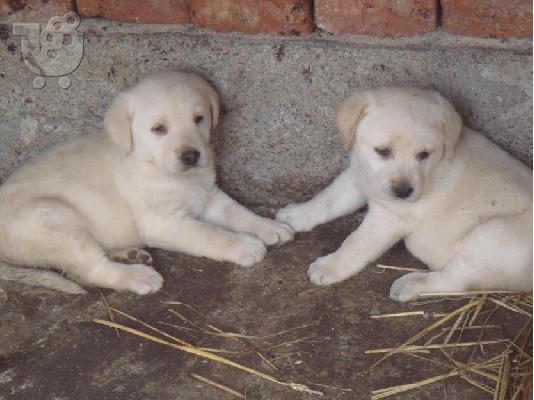 LABRADOR