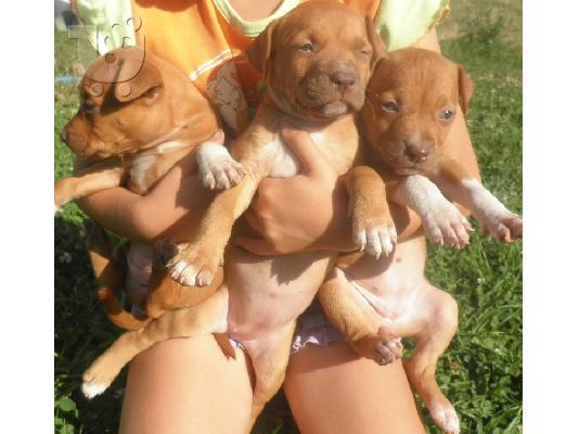Pitbull Red Nose