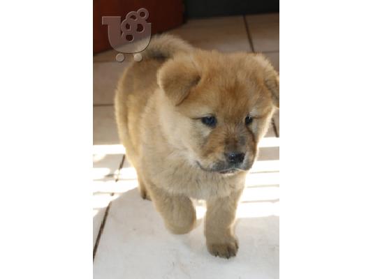 PoulaTo: Chow Chow προς πώληση με γενεαλογικά έγγραφα