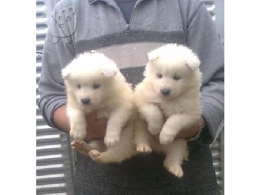 SAMOYED