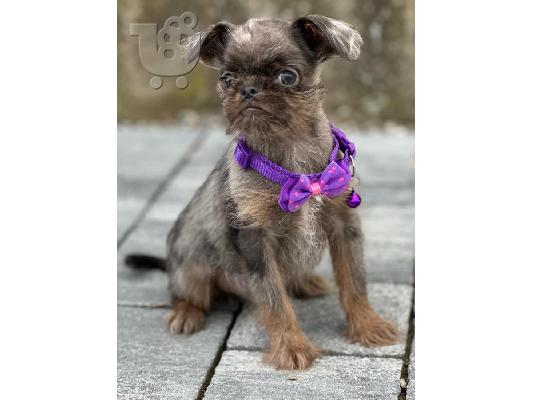 Brussels Griffon αρσενικά κουτάβια προς πώληση