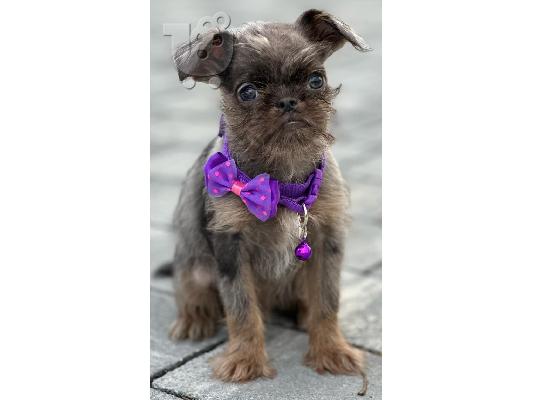 Brussels Griffon αρσενικά κουτάβια προς πώληση