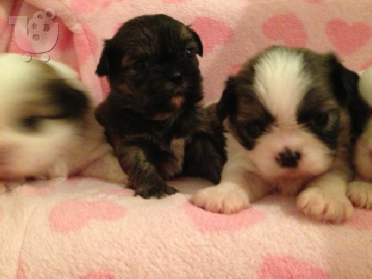 PoulaTo: αξιολάτρευτο κουτάβια Shih Tzu