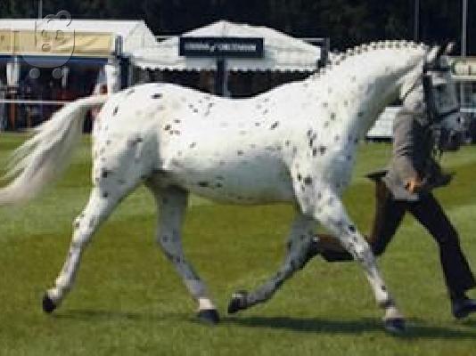Appaloosa Horses for Adoption
