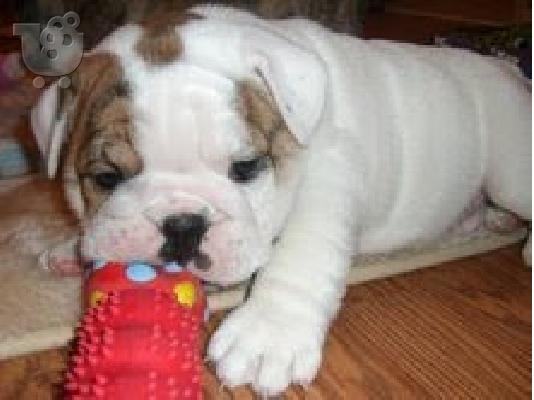 PoulaTo: englishbull κουτάβια για € 300