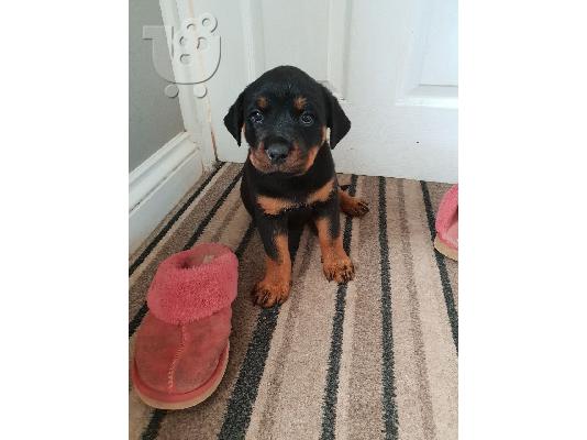 Όμορφο κουτάβι Rottweiler προς πώληση