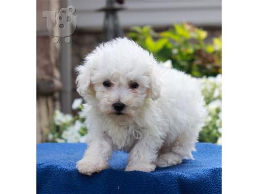 PoulaTo: Bichon Frise