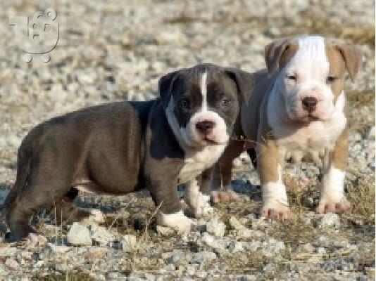 X μάζα αμερικανικό pit bull terrier