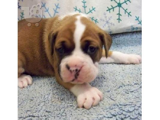 boxer puppies