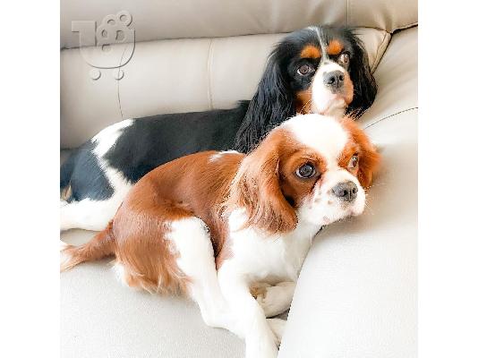 PoulaTo: Διατίθενται κουτάβια Cavalier King Charles Spaniel