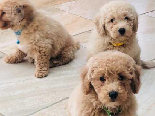 PoulaTo: ΔΙΑΘΕΣΙΜΕΣ ΥΠΟΣΤΗΡΙΞΕΣ ΚΑΠΠΑΝΕΣ ΚΑΠΠΑ