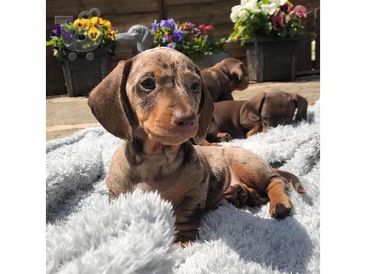 Πανέμορφα κουτάβια Dachshund.
