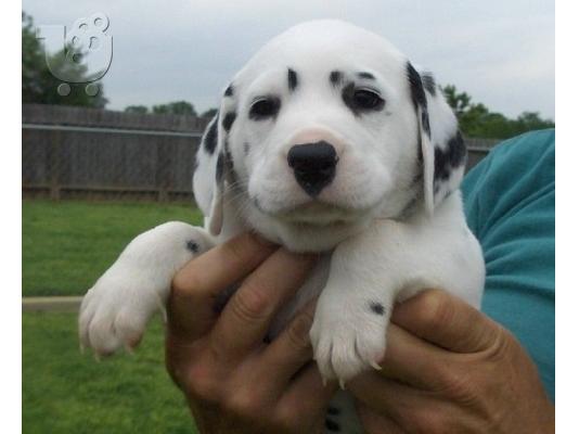 κουτάβια Δαλματίας  Dalmatian /200 EURO