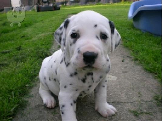 Dalmatian κουτάβια προς πώληση