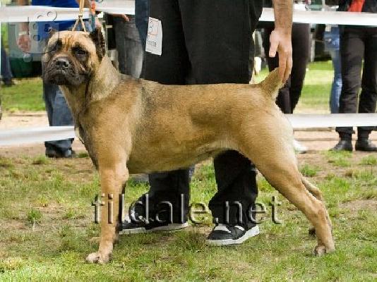 CANE CORSO
