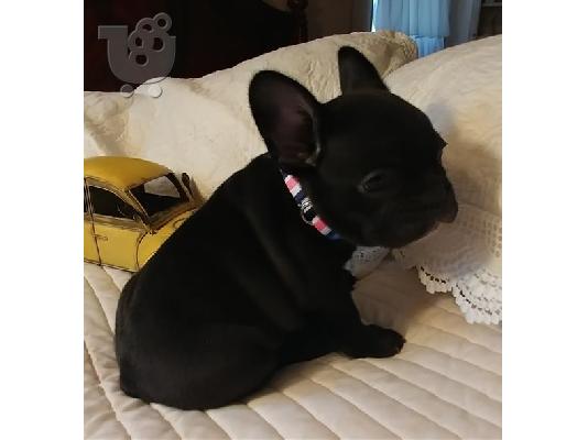 PoulaTo: Gorgeous French Bulldog Puppies