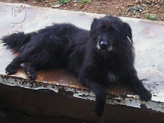 ΓΚΡΙΦΟΝ/ΣΝΑΟΥΖΕΡ ΧΑΡΙΖΕΤΑΙ