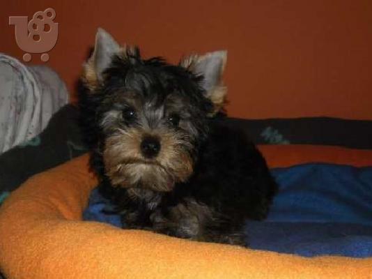 YORKSHIRE TERRIER