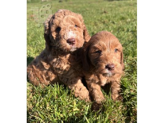 PoulaTo: F1b Goldendoodle κουτάβια
