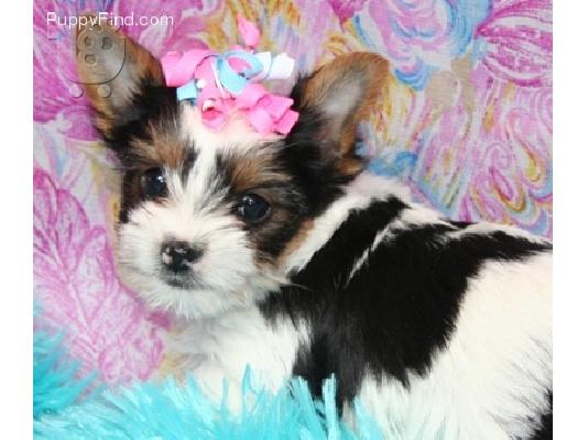 PoulaTo: Yorkshire Terrier