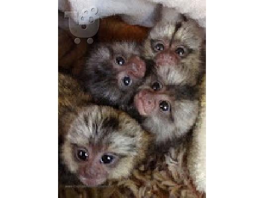 PoulaTo: καταχωρήστε το marmoset για 300 €
