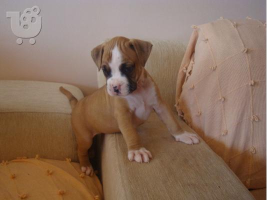 boxer