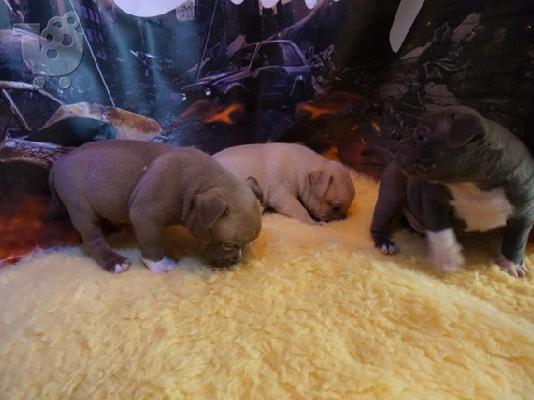 PoulaTo: Pitbull κουτάβι για υιοθεσία 13 εβδομάδες