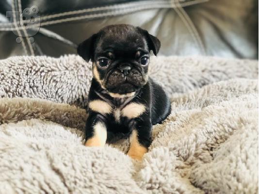 PoulaTo: Σούπερ Adorable Teacup Pug κουτάβια