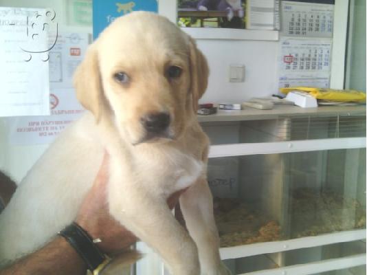 PoulaTo: Labrador