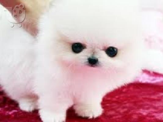 Άνδρες και γυναίκες Pomeranian κουτάβια για υιοθεσία