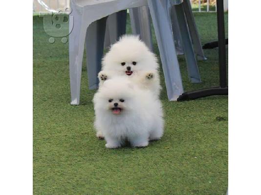 PoulaTo: Όμορφα κουτάβια Pomeranian