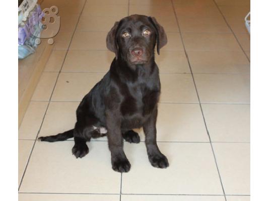 PoulaTo: Υπέροχο Labrador Retriever Pups προς πώληση