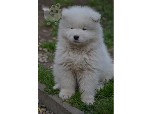 PoulaTo: Εκπληκτική λευκό Samoyed κουτάβια.