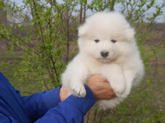 PoulaTo: Samoyed
