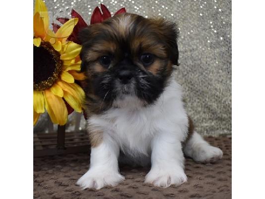PoulaTo: SHIH TZU